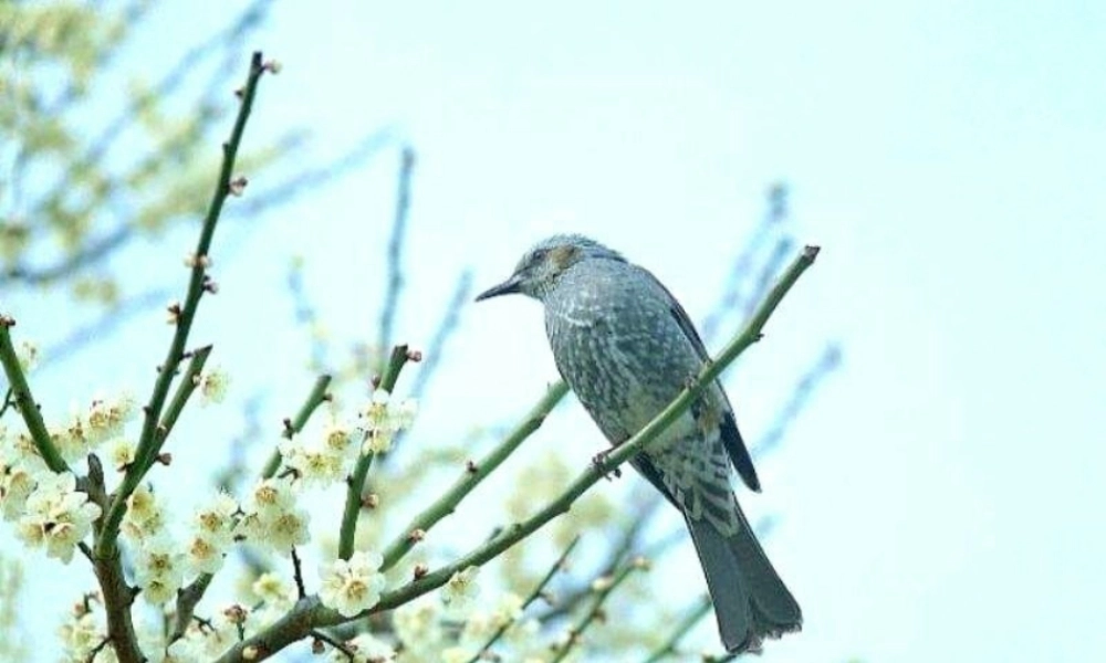 11.-《爸爸你知道吗》课件1