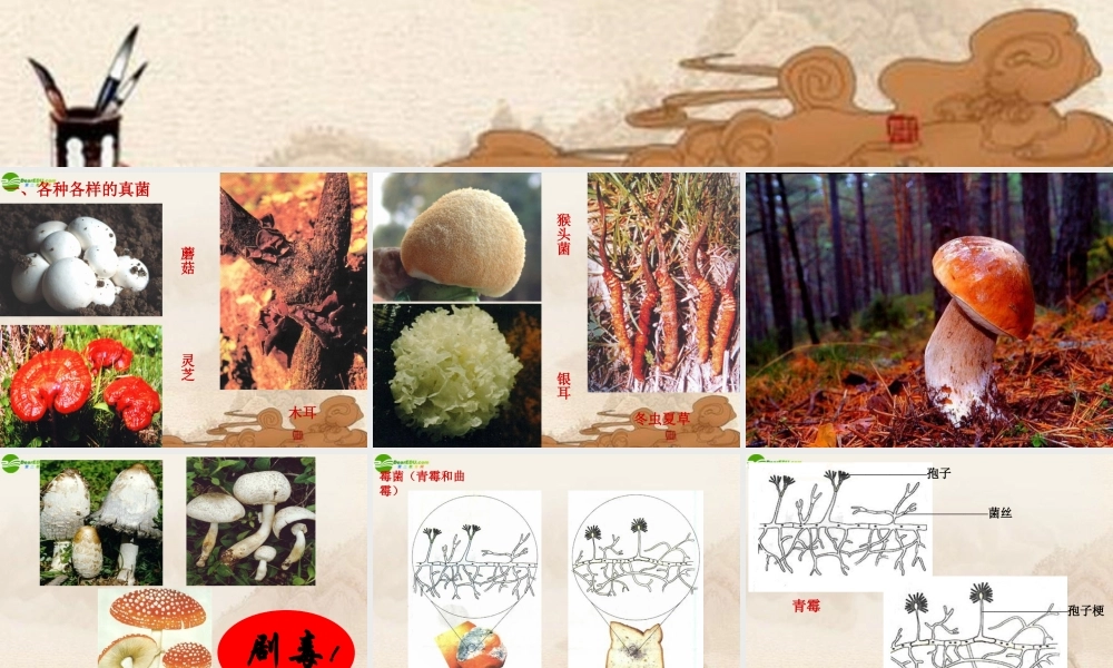 八年级生物上册 第四章第三节真菌课件 人教新课标版 课件