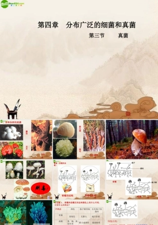 八年级生物上册 第四章第三节真菌课件 人教新课标版 课件