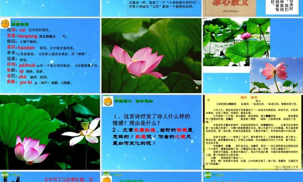 七年级语文上册 (荷叶母亲)课件 人教新课标版 课件