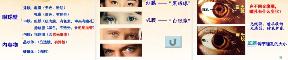 八年级生物下册 第六章 眼和视觉的形成配套课件 鲁科版 课件