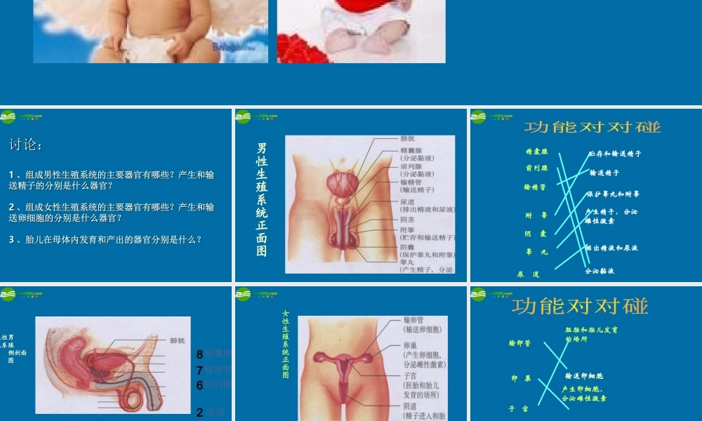 八年级生物上册 人的生殖课件 苏科版 课件