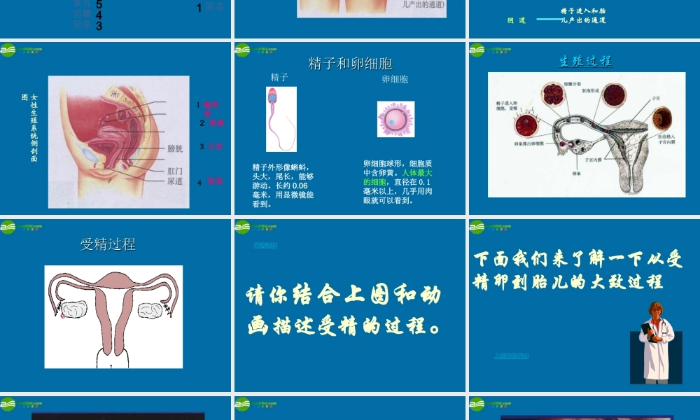 八年级生物上册 人的生殖课件 苏科版 课件
