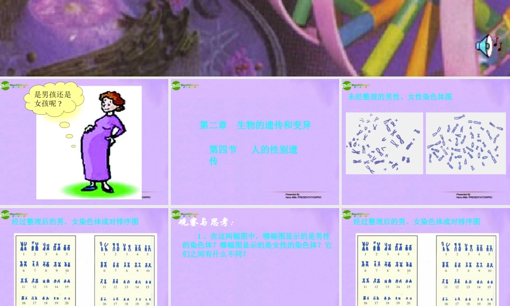 八年级生物下册 第四节人的性别遗传课件 人教新课标版 课件