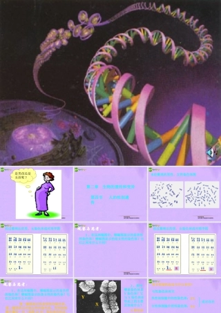 八年级生物下册 第四节人的性别遗传课件 人教新课标版 课件