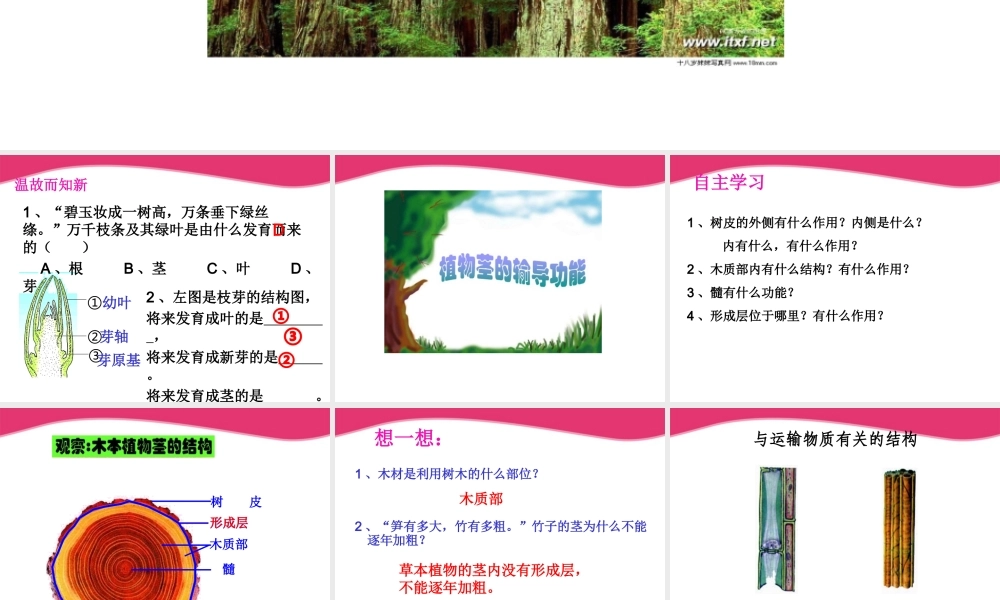 七年级生物上册 5.4植物茎的输导功能课件 苏教版 课件