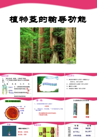 七年级生物上册 5.4植物茎的输导功能课件 苏教版 课件