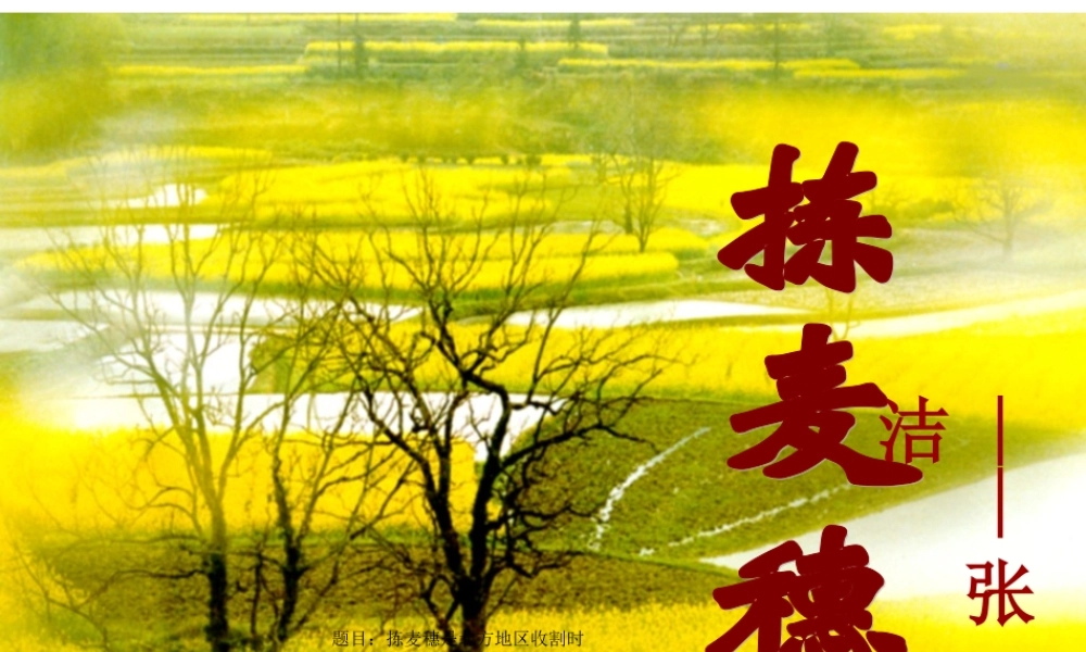 拣麦穗 新课标 人教版 课件