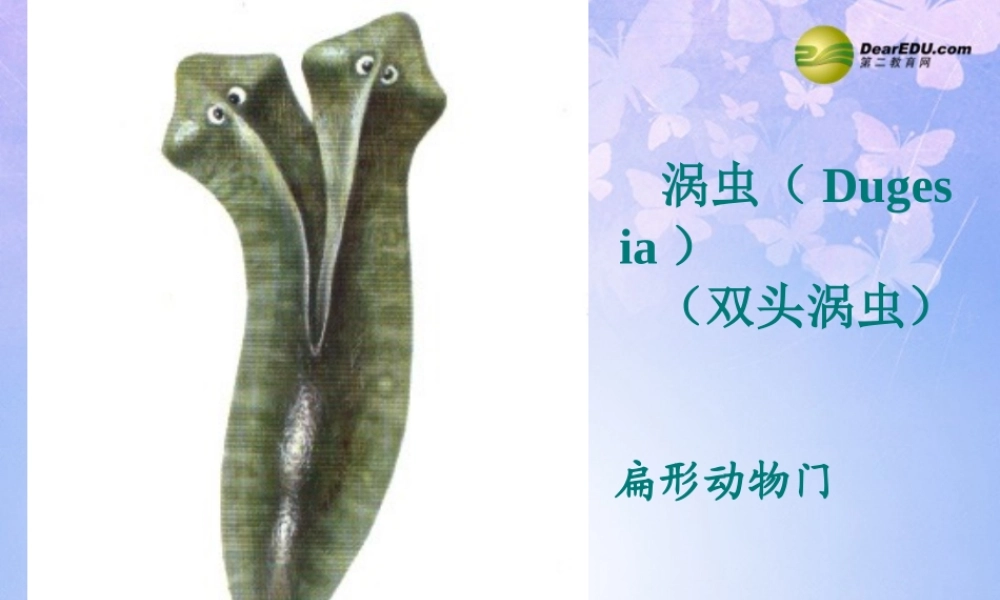 八年级生物上册 第五单元 1.1 扁形动物门课件 (新版)新人教版 课件