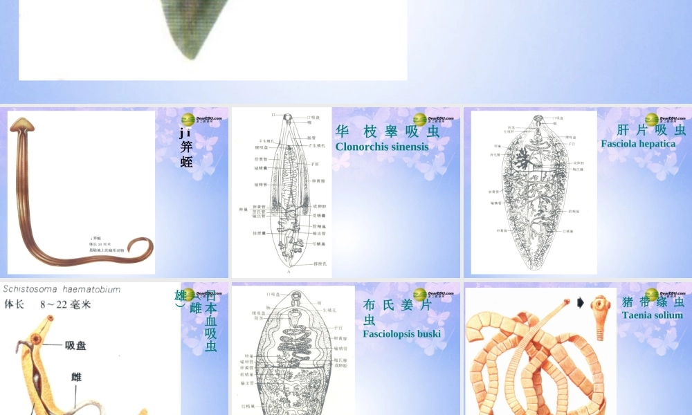 八年级生物上册 第五单元 1.1 扁形动物门课件 (新版)新人教版 课件