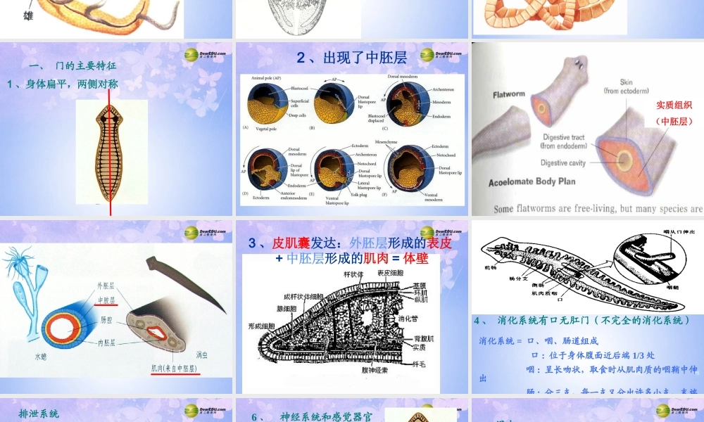 八年级生物上册 第五单元 1.1 扁形动物门课件 (新版)新人教版 课件