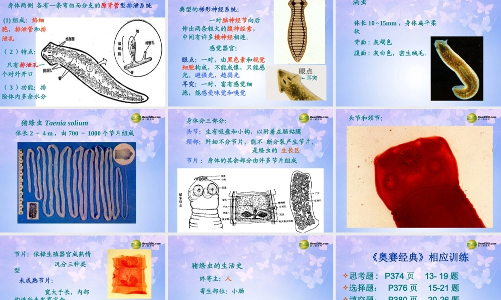 八年级生物上册 第五单元 1.1 扁形动物门课件 (新版)新人教版 课件