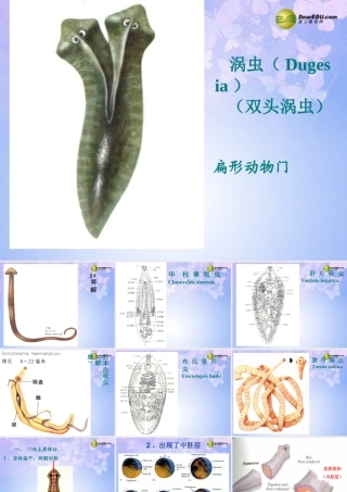 八年级生物上册 第五单元 1.1 扁形动物门课件 (新版)新人教版 课件