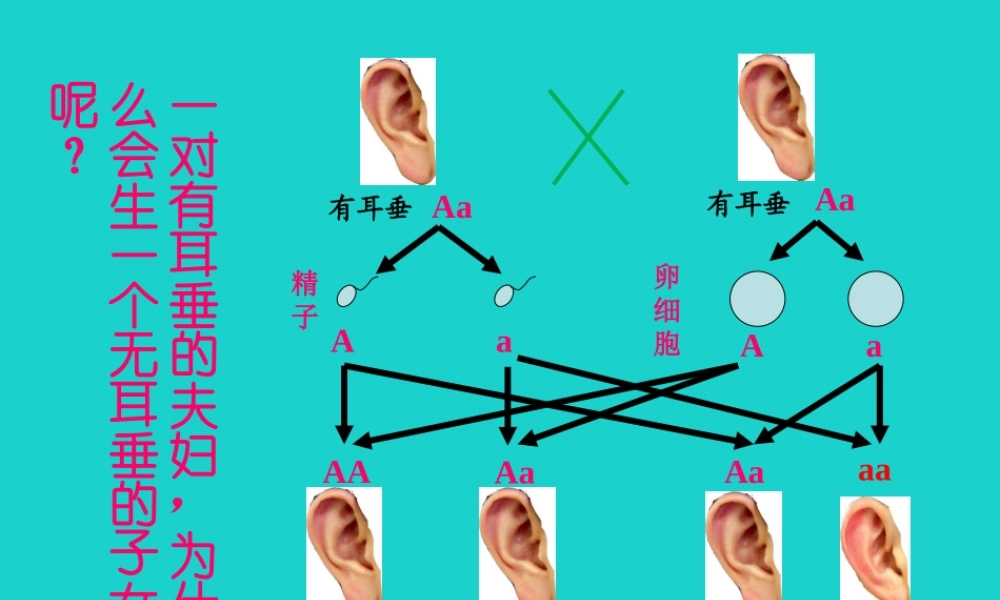 八年级生物上册 第四单元 第四章 第二节 性状的遗传 基因随配子代代相传课件 (新版)济南版 课件