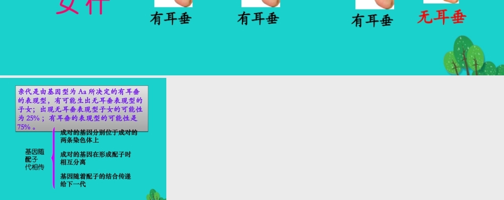 八年级生物上册 第四单元 第四章 第二节 性状的遗传 基因随配子代代相传课件 (新版)济南版 课件