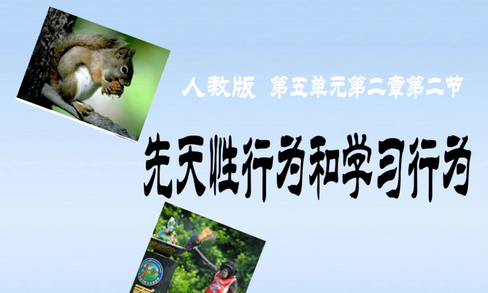 八年级生物上册 (先天性行为和学习行为)说课课件 人教新课标版 课件