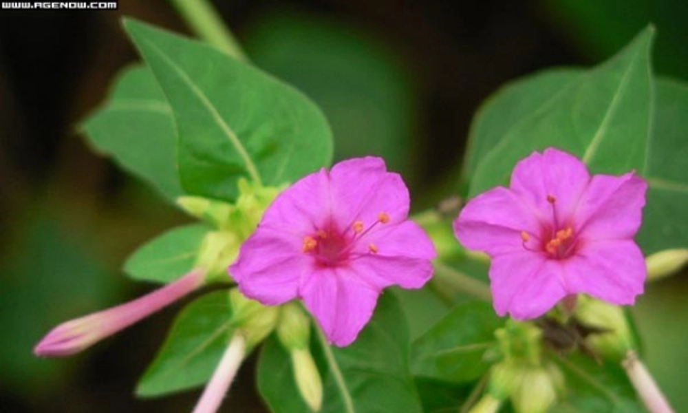 八年级语文下册(叫三声夸克)课件 苏教版 课件