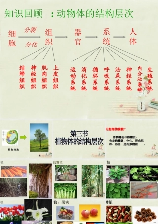 中学七年级生物上册 2.2.3 植物体的结构层次课件 (新版)新人教版 课件