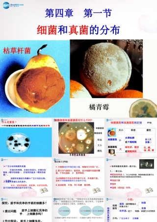 八年级生物上册 第五单元 第四章 第一节 细菌和真菌分布课件 新人教版 课件