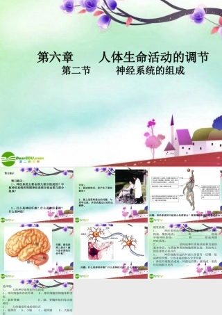 七年级生物下册 神经系统的组成课件 人教新课标版 课件