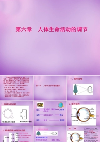 中学七年级生物下册 4.6 人体生命活动的调节课件 新人教版 课件