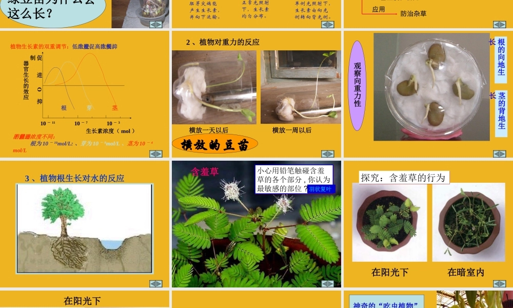 八年级科学下册 第六章 生命活动的调节教学指导课件 华东师大版 课件