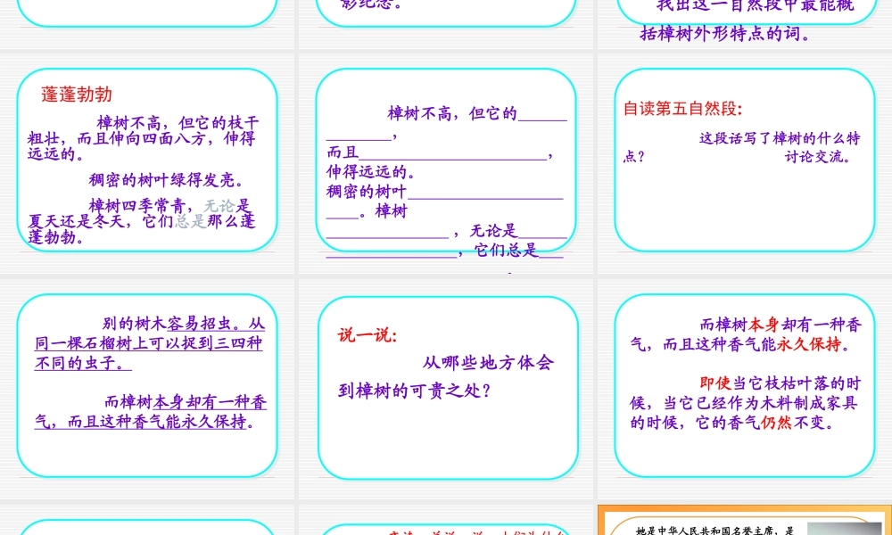 22宋庆龄故居的樟树PPT