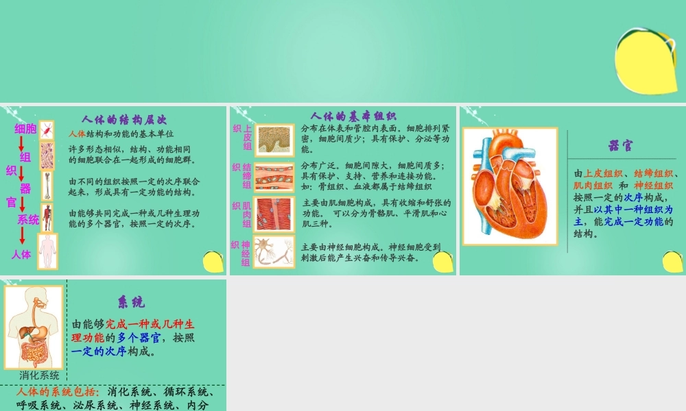 七年级生物上册 第一单元 第二章 第三节 多细胞生物体的结构层次 人体的结构层次课件 (新版)济南版 课件