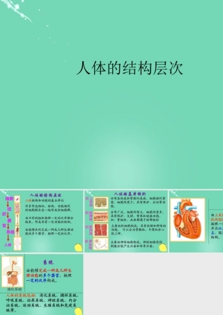 七年级生物上册 第一单元 第二章 第三节 多细胞生物体的结构层次 人体的结构层次课件 (新版)济南版 课件
