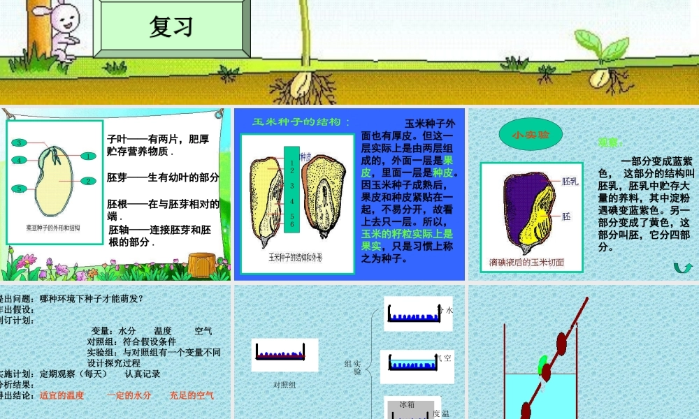 七年级生物种子的萌发课件 新课标 人教版 课件