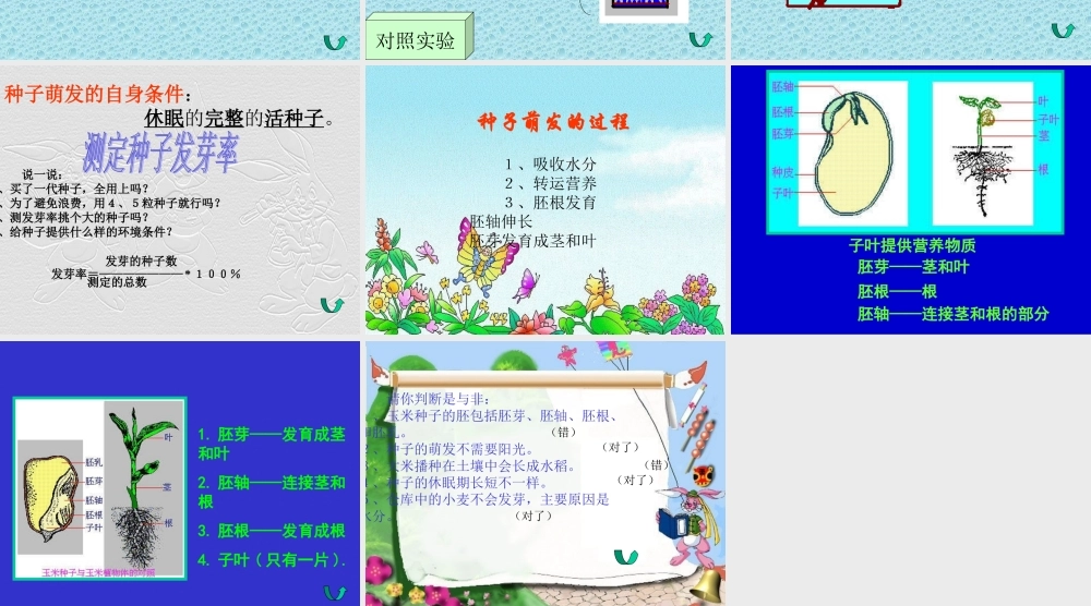七年级生物种子的萌发课件 新课标 人教版 课件