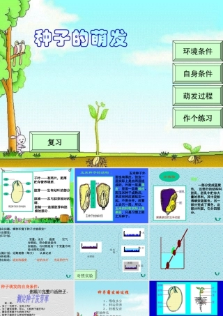 七年级生物种子的萌发课件 新课标 人教版 课件