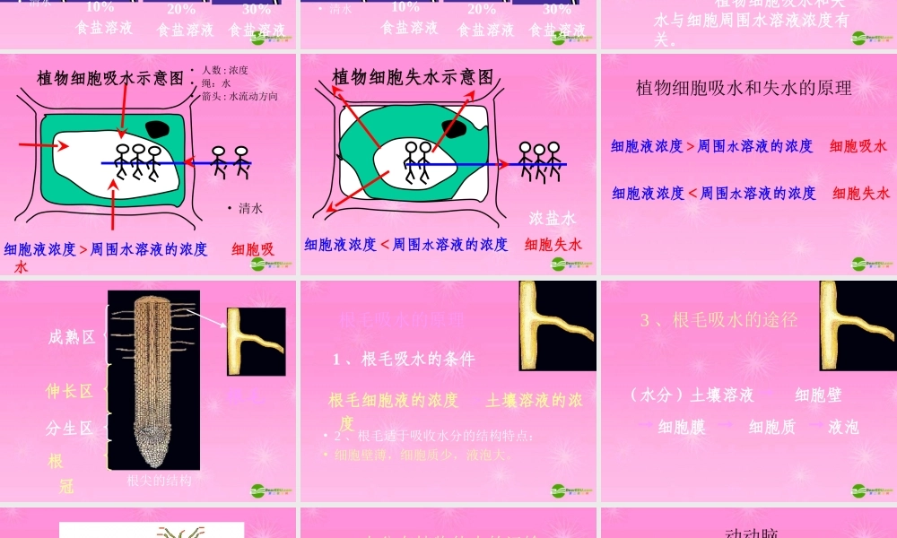 七年级生物上册 吸收作用课件 北师大版 课件