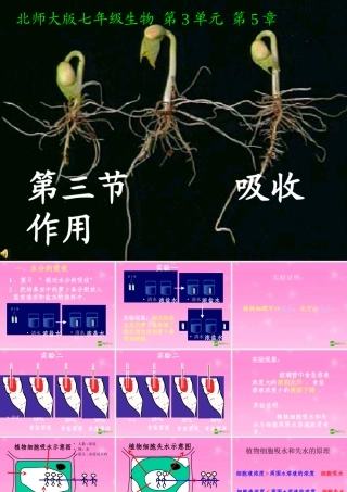 七年级生物上册 吸收作用课件 北师大版 课件