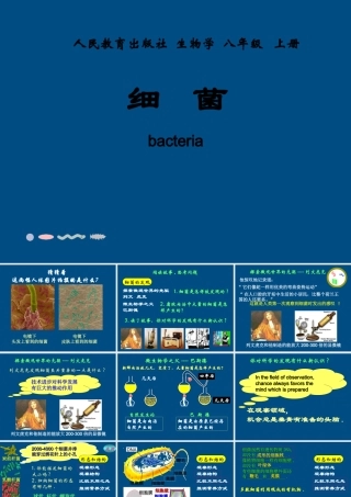 八年级生物上册 第四章第二节细菌课件 人教新课标版 课件
