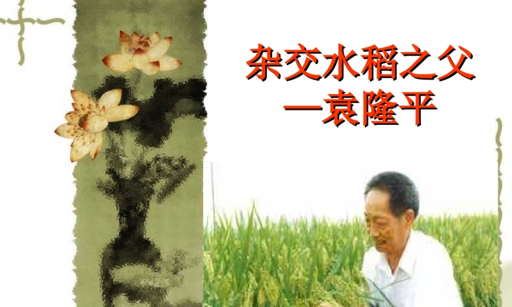 八年级语文杂交水稻之父 袁隆平课件 语文版 课件
