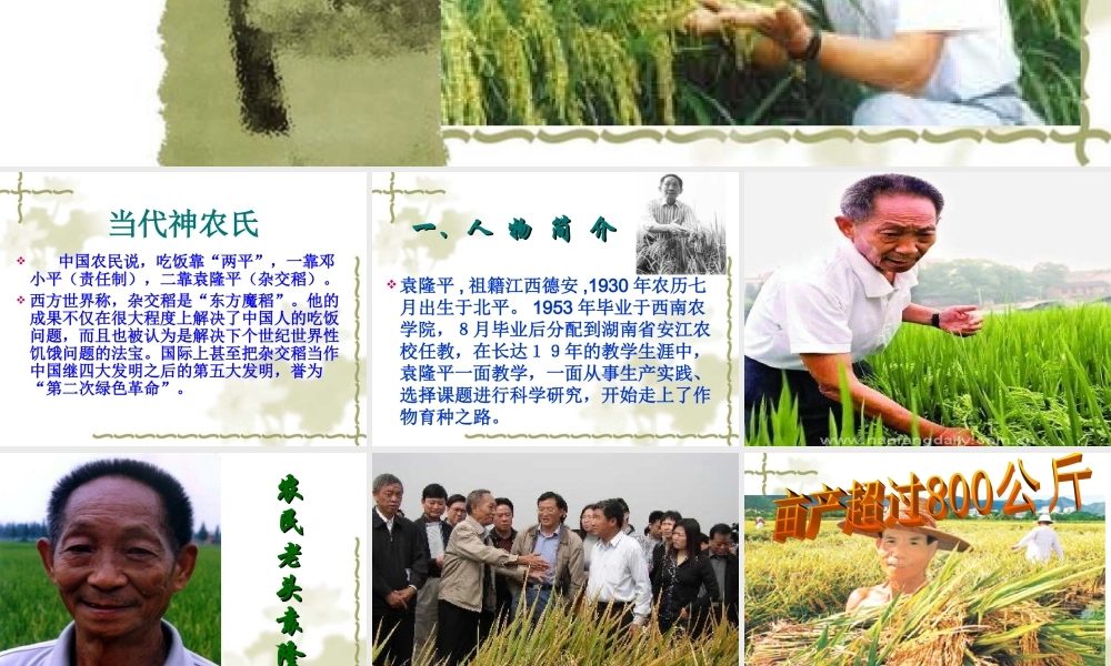 八年级语文杂交水稻之父 袁隆平课件 语文版 课件