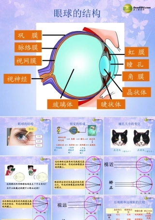 中学七年级生物下册 4.1.1 视觉课件 冀教版 课件