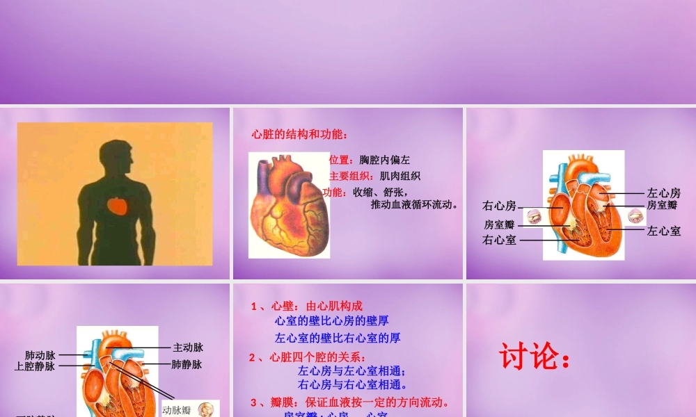 中学七年级生物下册 第四单元(4.3 输送血液的泵—心脏)课件 新人教版 课件