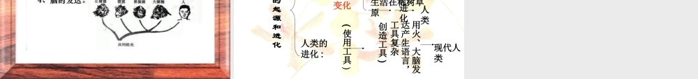 人类的起源和进化