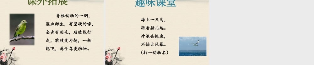 《阳台上的小鸟》课件2