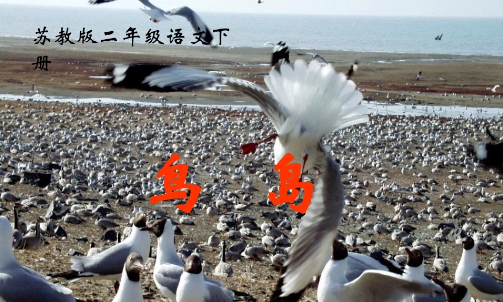 二年级语文《鸟岛》