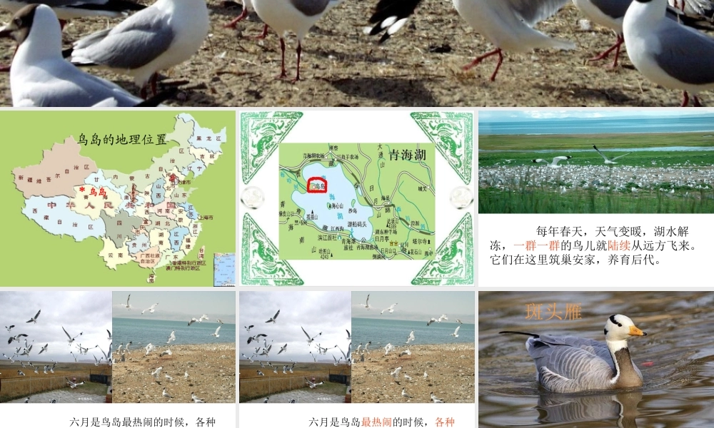 二年级语文《鸟岛》