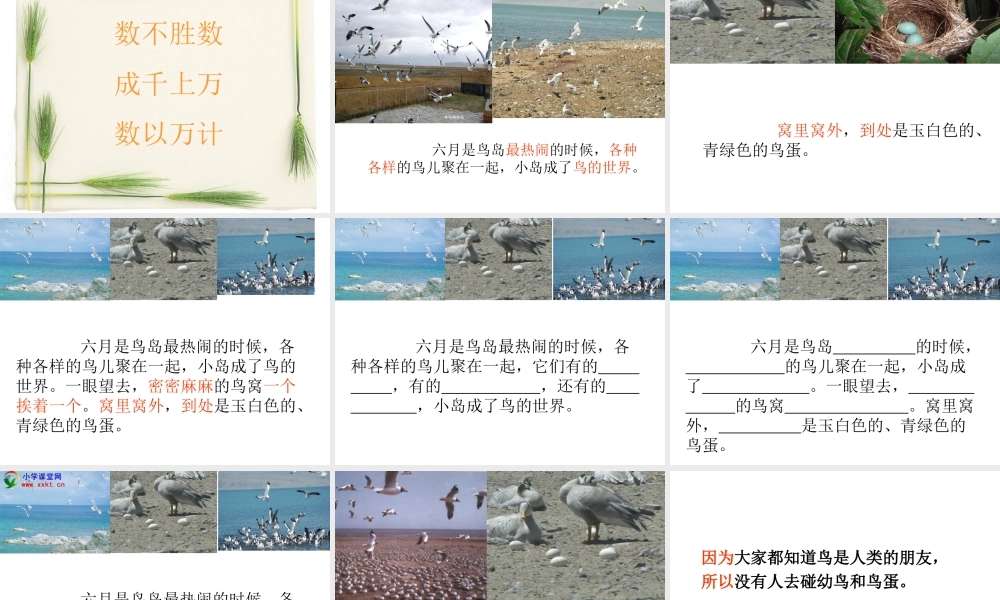 二年级语文《鸟岛》