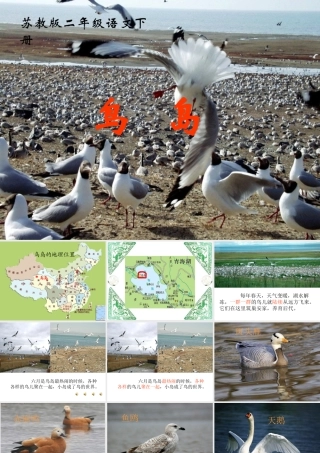 二年级语文《鸟岛》