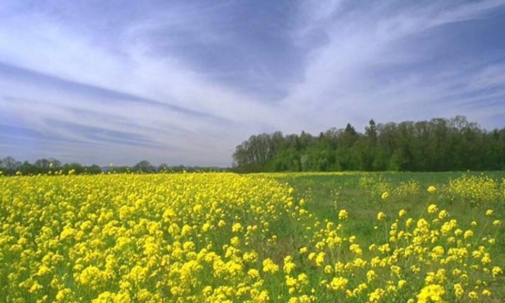 《花孩子》课件1