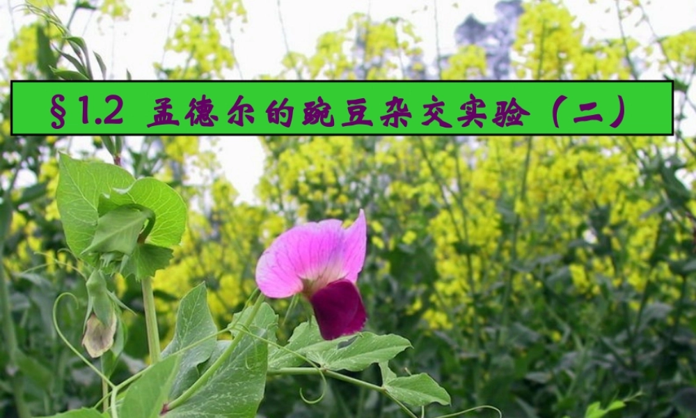 1.2《孟德尔的豌豆杂交实验》课件5