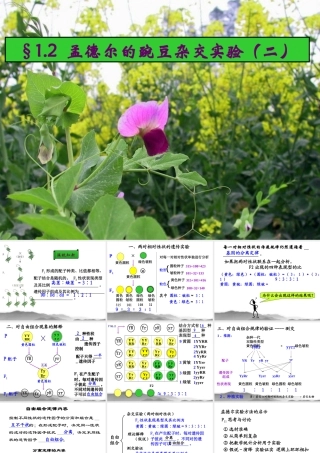 1.2《孟德尔的豌豆杂交实验》课件5