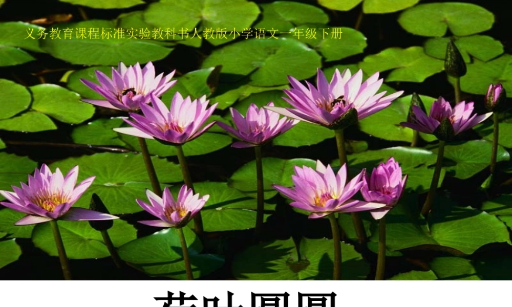 《荷叶圆》课件