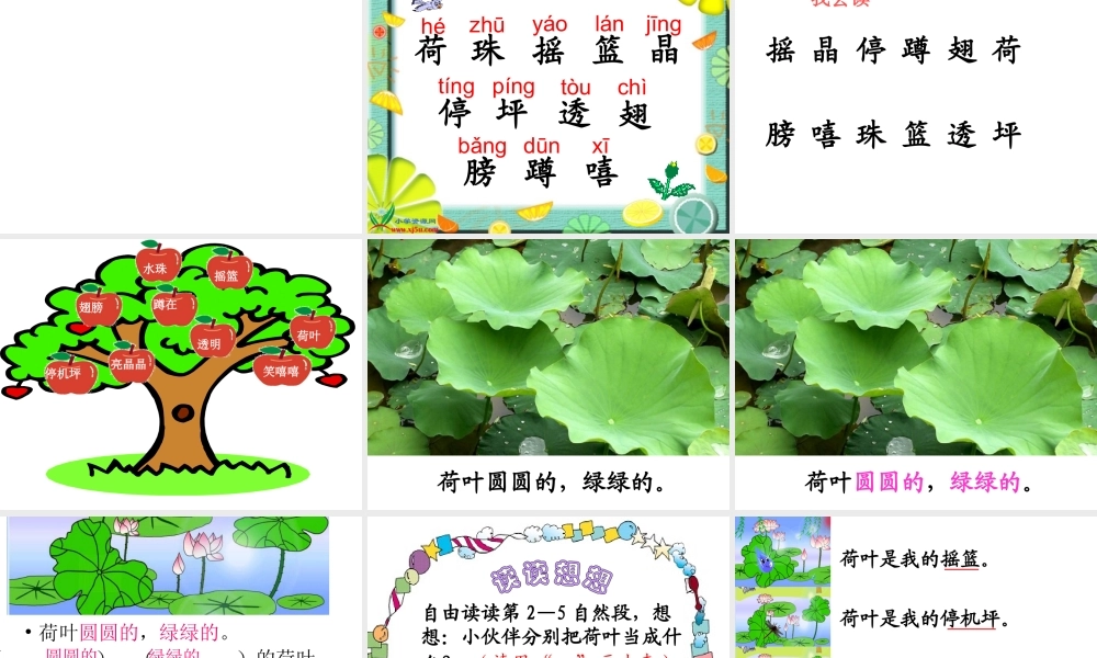 《荷叶圆》课件